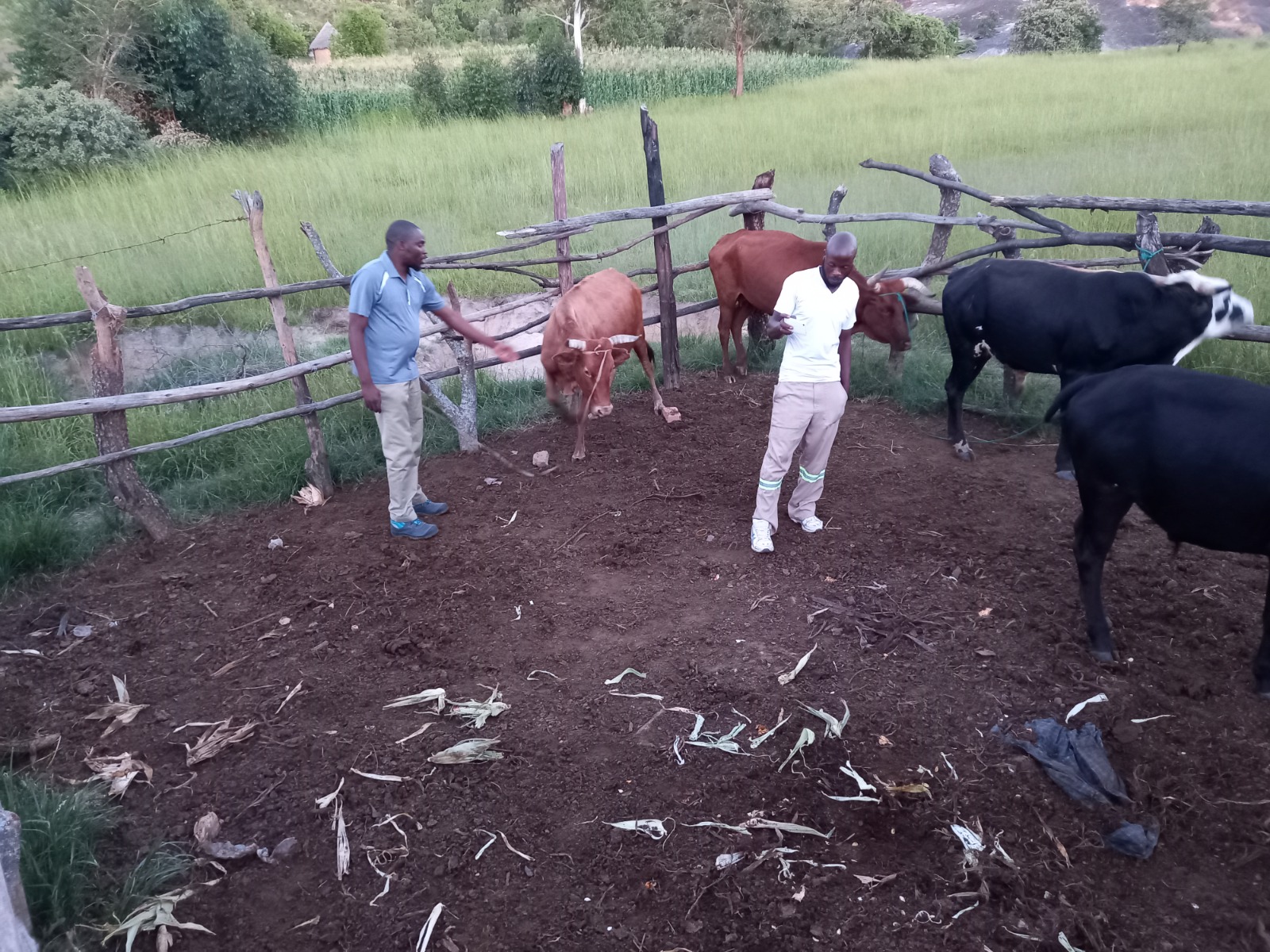 Agricultural support in Zimbabwe